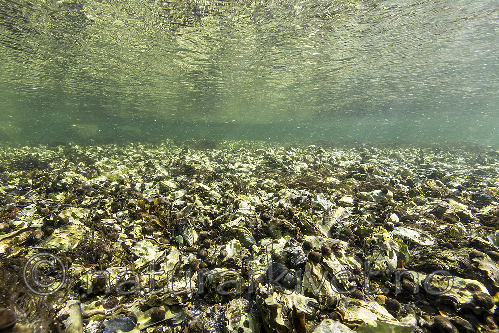 KA_160731_9 / Crassostrea gigas / Stillehavsøsters