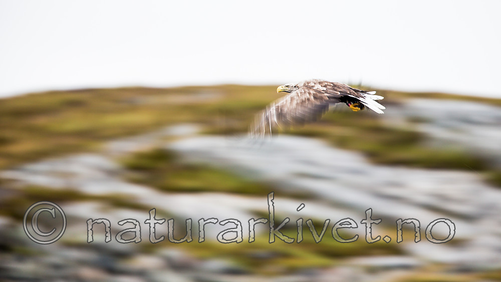 KA_160815_116 / Haliaeetus albicilla / Havørn