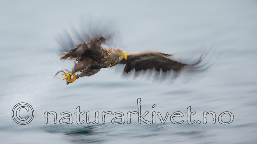 KA_160815_124 / Haliaeetus albicilla / Havørn