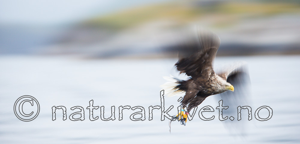 KA_160815_127 / Haliaeetus albicilla / Havørn