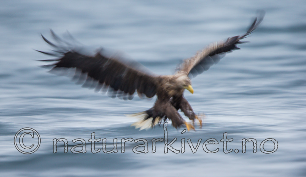 KA_160815_133 / Haliaeetus albicilla / Havørn