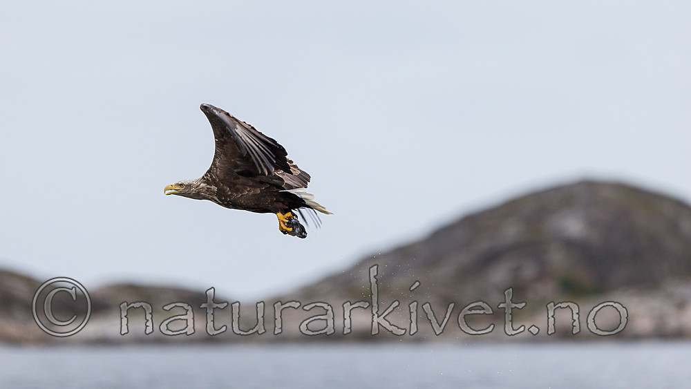 KA_160815_42 / Haliaeetus albicilla / Havørn