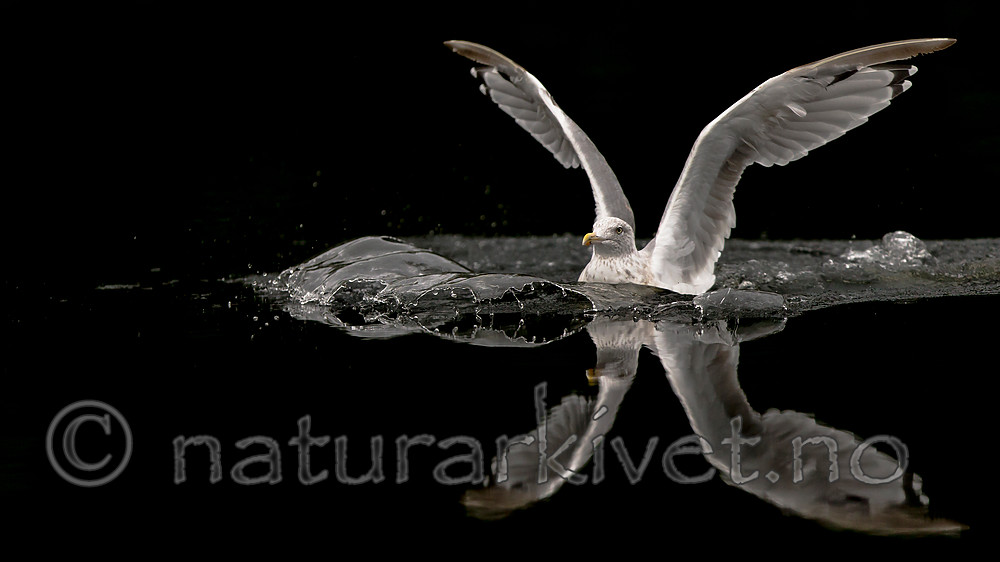 KA_160815_74 / Larus argentatus / Gråmåke