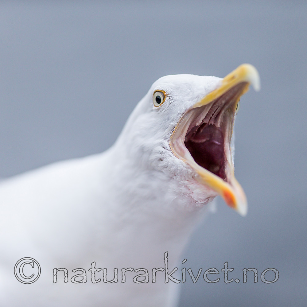 KA_160815_88 / Larus argentatus / Gråmåke