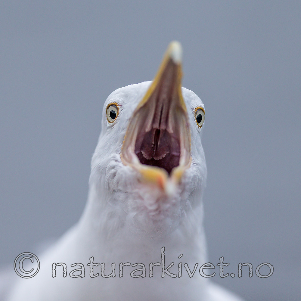 KA_160815_90 / Larus argentatus / Gråmåke