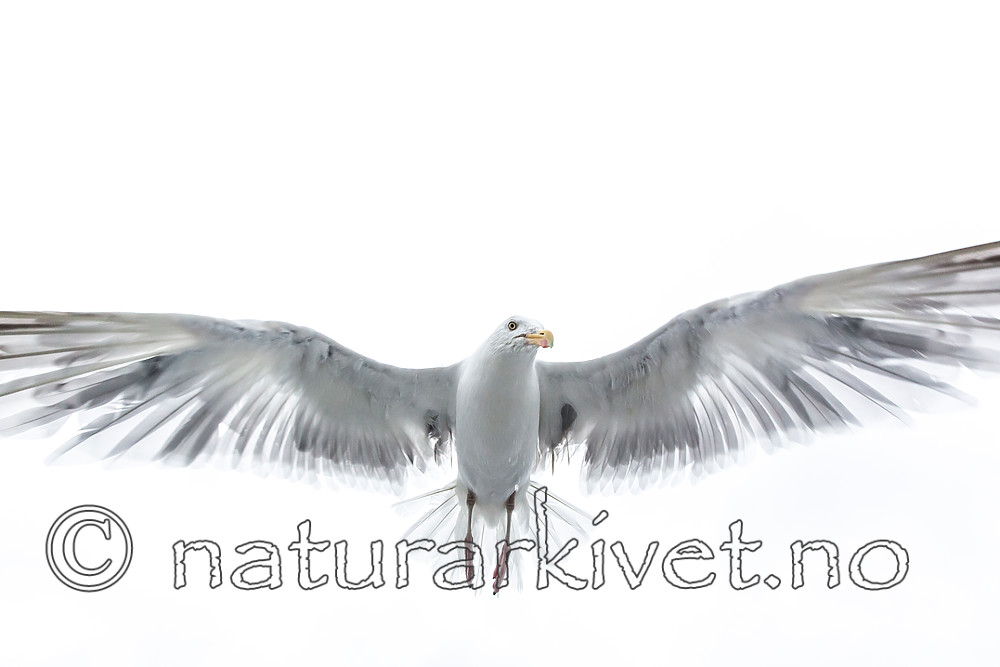 KA_160815_99 / Larus argentatus / Gråmåke