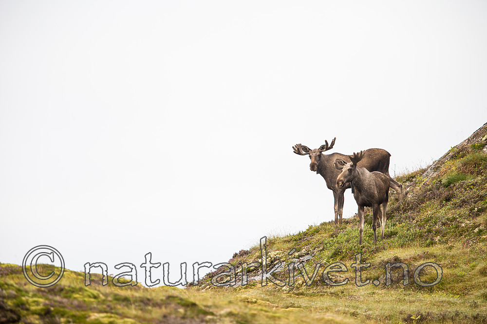 KA_160816_104 / Alces alces / Elg