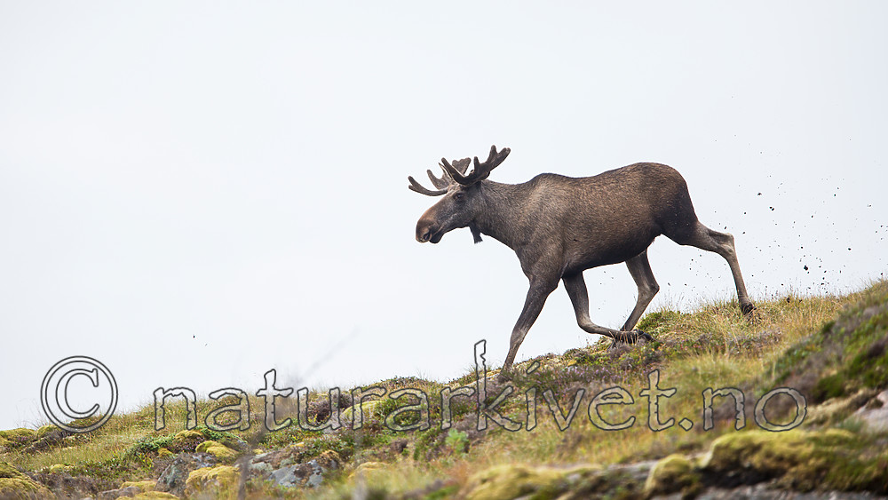 KA_160816_109 / Alces alces / Elg