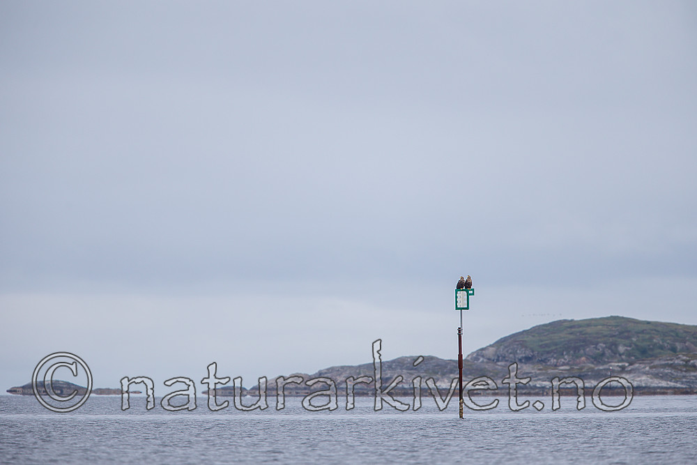 KA_160816_128 / Haliaeetus albicilla / Havørn