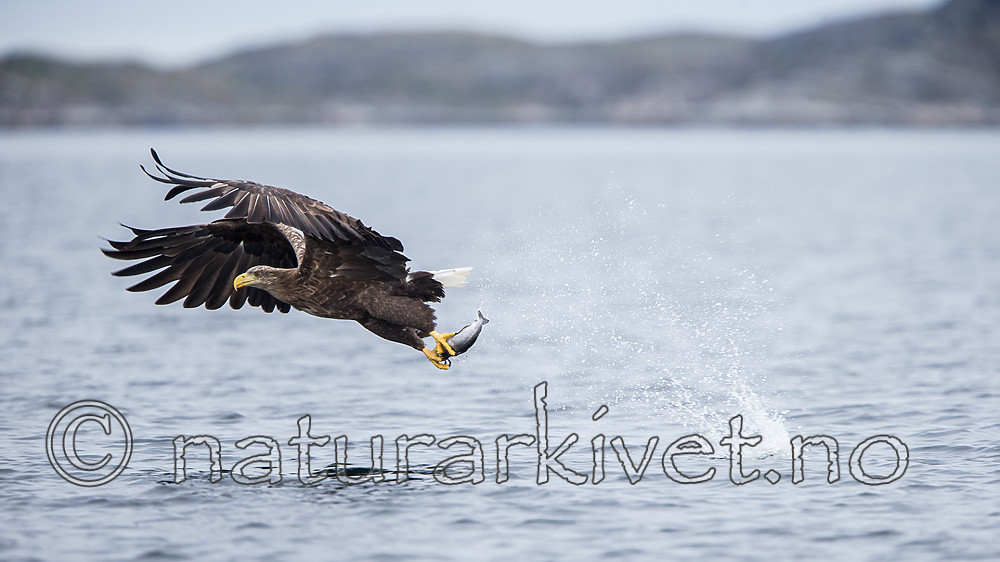KA_160816_140 / Haliaeetus albicilla / Havørn