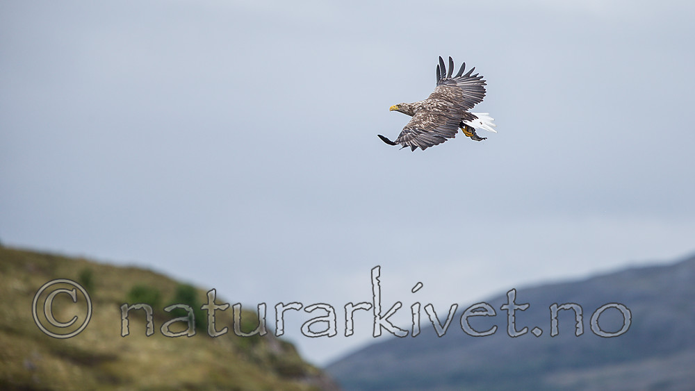KA_160816_163 / Haliaeetus albicilla / Havørn