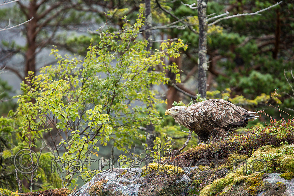 KA_160816_180 / Haliaeetus albicilla / Havørn