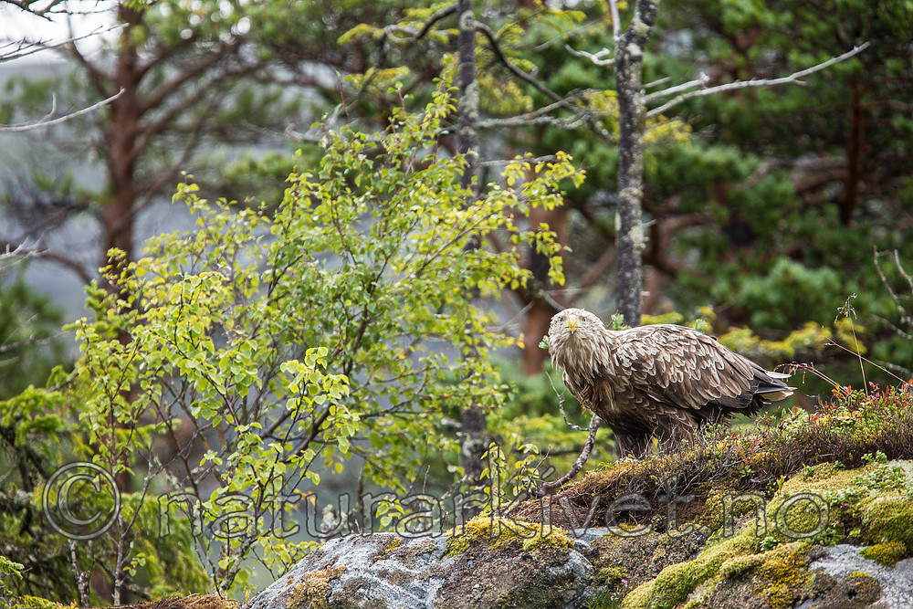 KA_160816_181 / Haliaeetus albicilla / Havørn