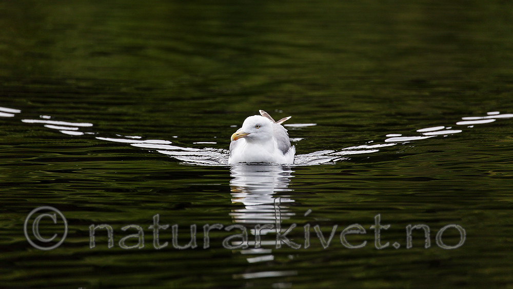KA_160816_191 / Larus argentatus / Gråmåke
