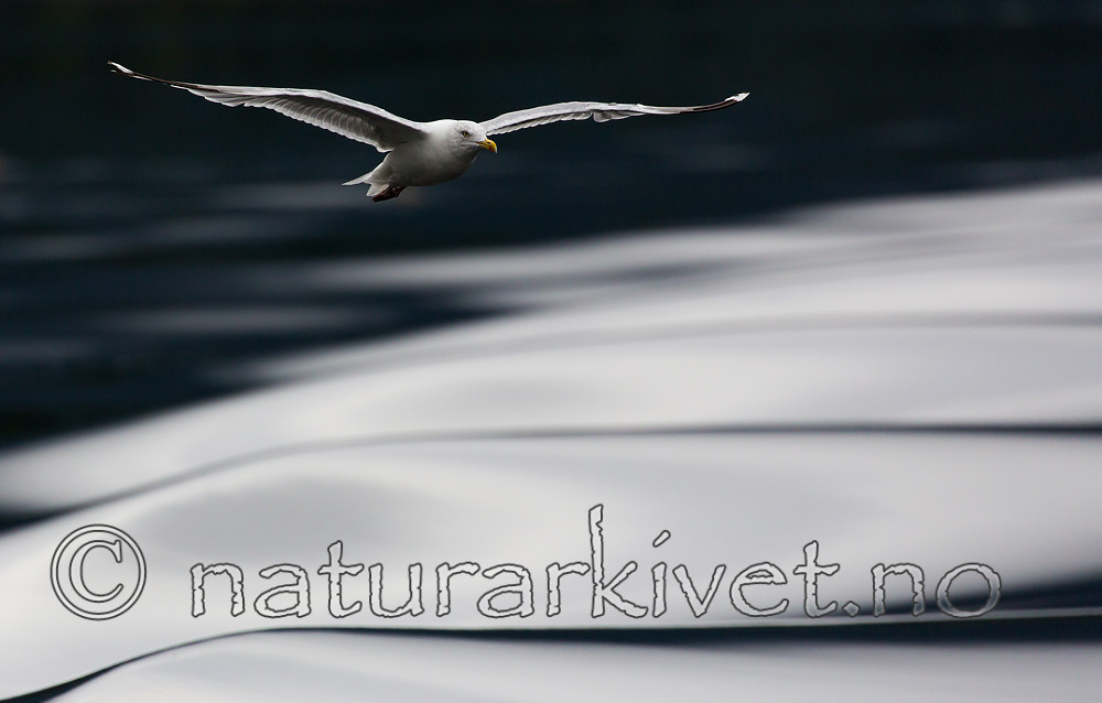 KA_160816_213 / Larus argentatus / Gråmåke