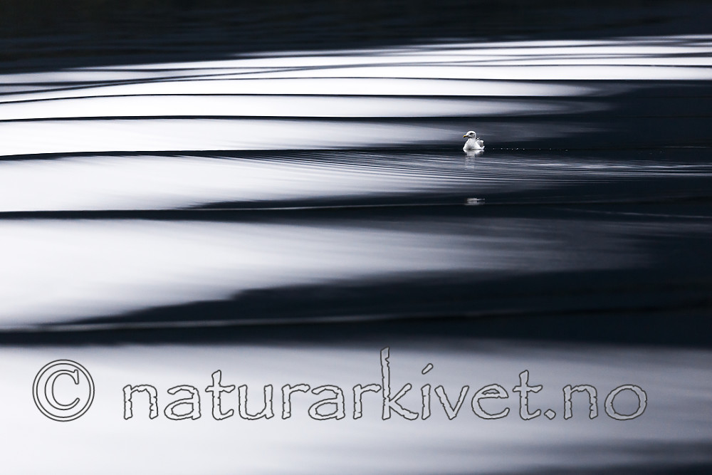 KA_160816_216 / Larus argentatus / Gråmåke