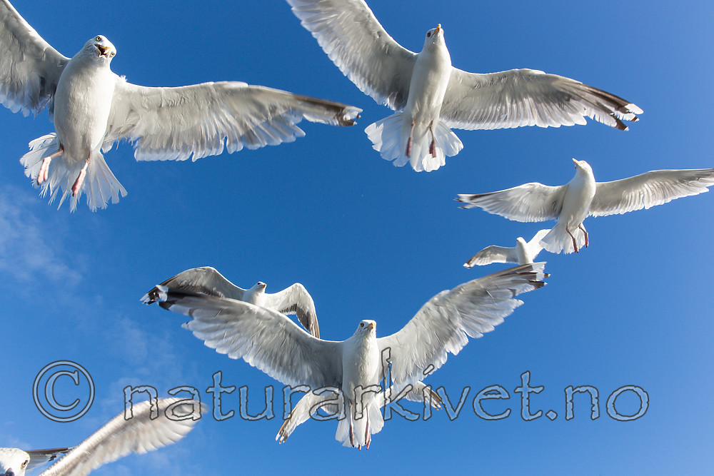 KA_160816_222 / Larus argentatus / Gråmåke