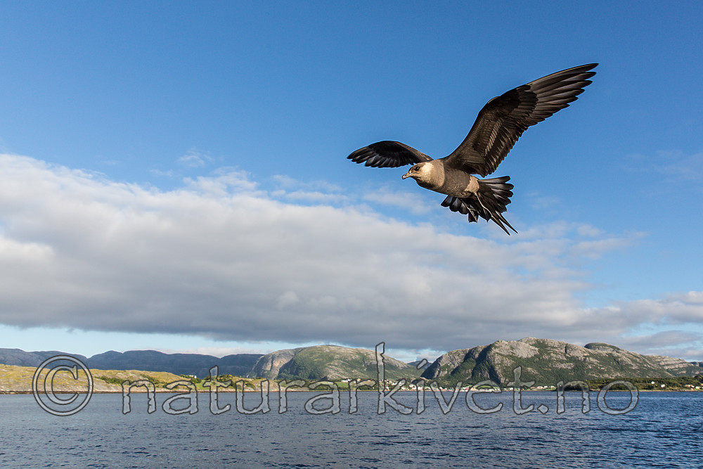 KA_160816_228 / Stercorarius parasiticus / Tyvjo