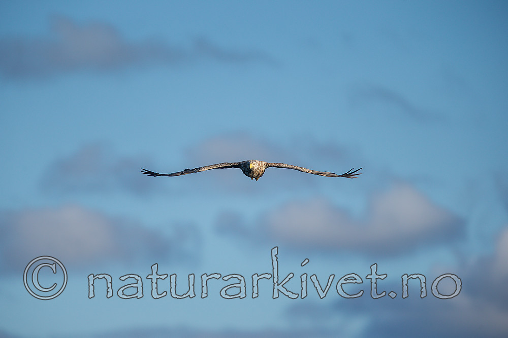 KA_160816_266 / Haliaeetus albicilla / Havørn