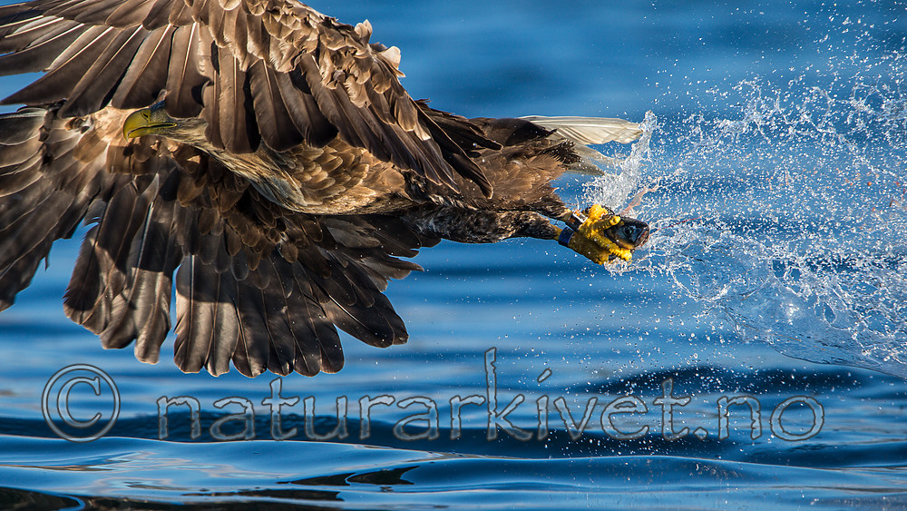 KA_160816_269 / Haliaeetus albicilla / Havørn