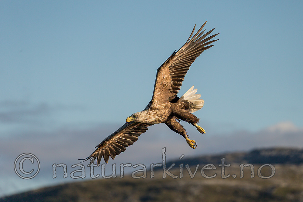 KA_160816_277 / Haliaeetus albicilla / Havørn