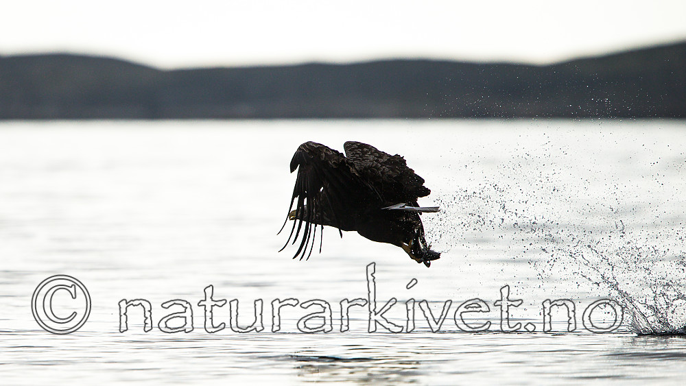 KA_160816_29 / Haliaeetus albicilla / Havørn