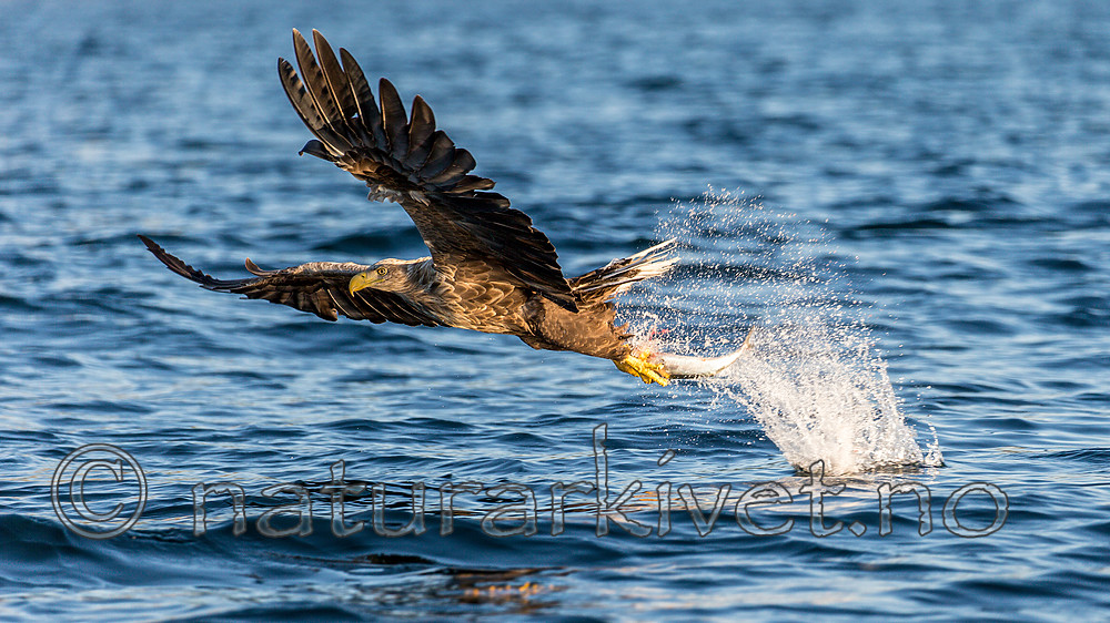KA_160816_316 / Haliaeetus albicilla / Havørn
