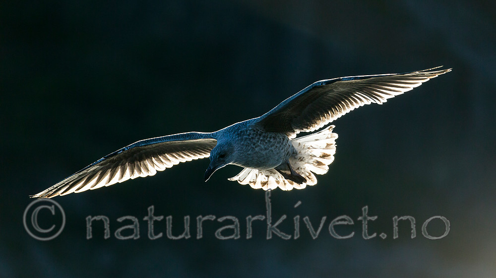 KA_160816_324 / Larus argentatus / Gråmåke