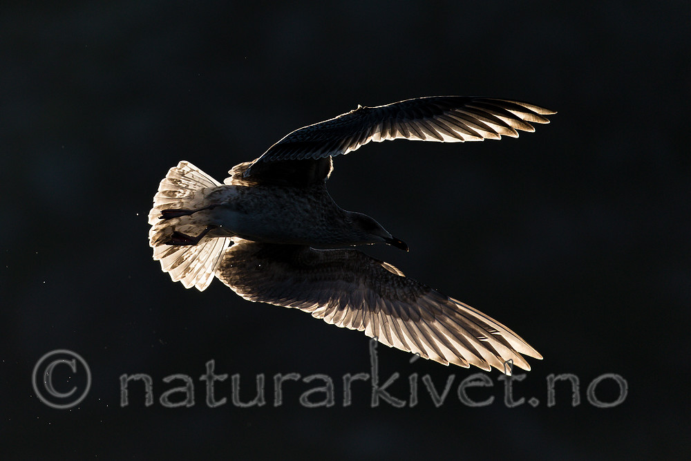 KA_160816_327 / Larus argentatus / Gråmåke