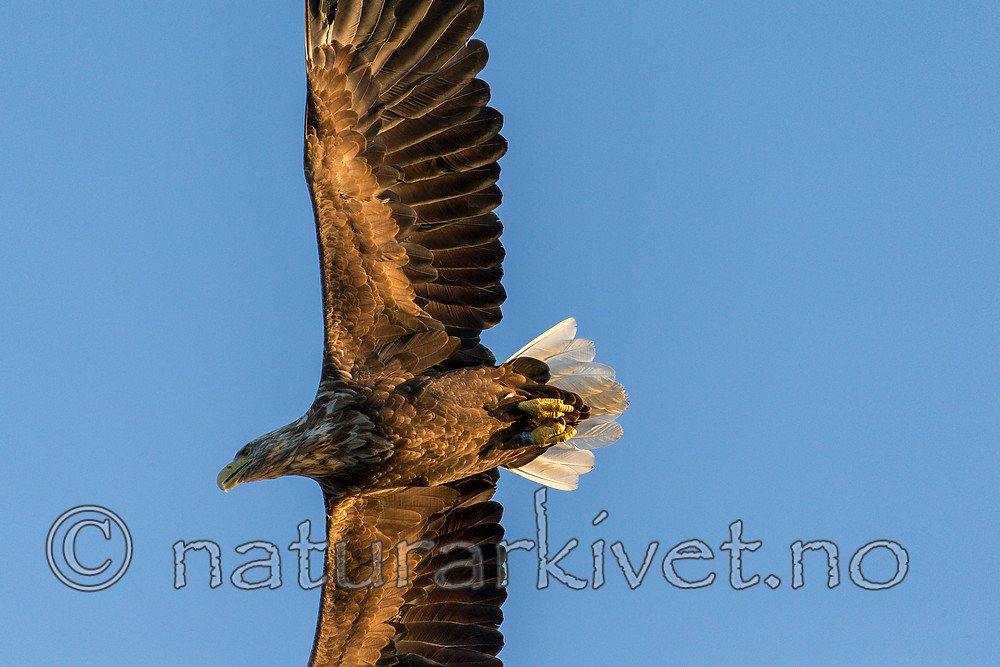 KA_160816_388 / Haliaeetus albicilla / Havørn