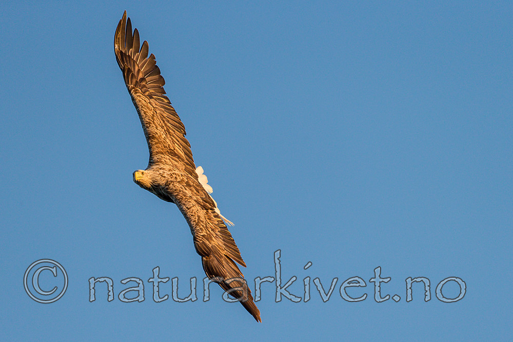 KA_160816_393 / Haliaeetus albicilla / Havørn