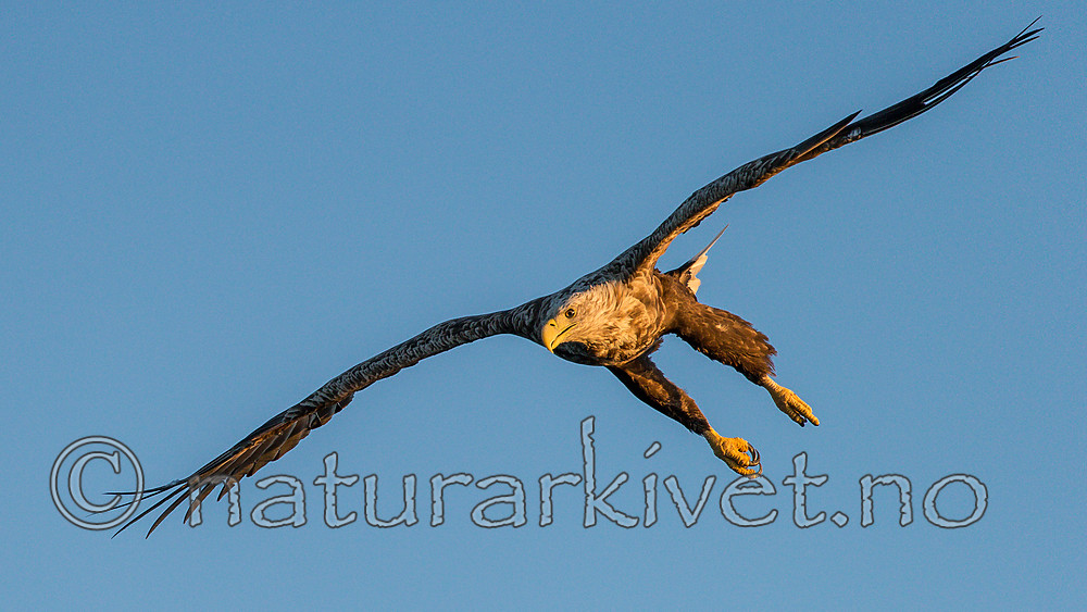 KA_160816_396 / Haliaeetus albicilla / Havørn