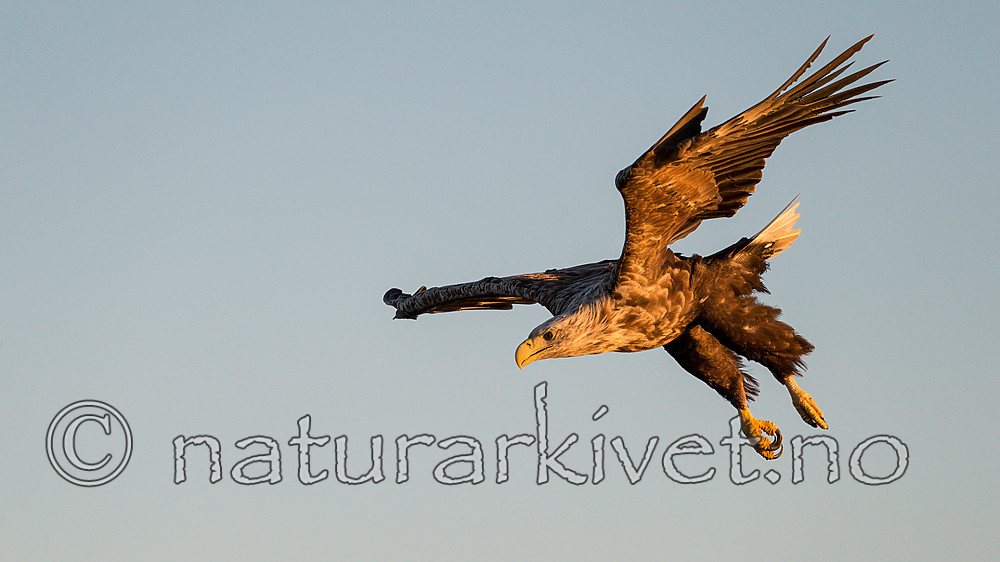 KA_160816_398 / Haliaeetus albicilla / Havørn