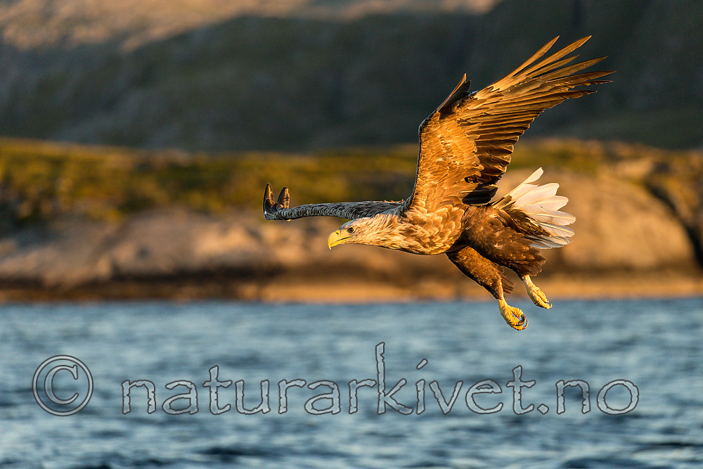 KA_160816_401 / Haliaeetus albicilla / Havørn