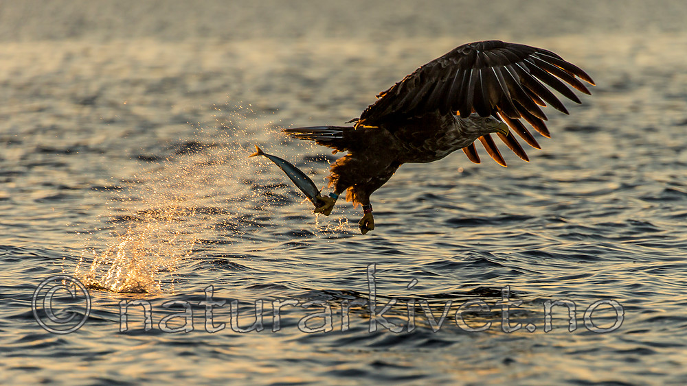 KA_160816_425 / Haliaeetus albicilla / Havørn