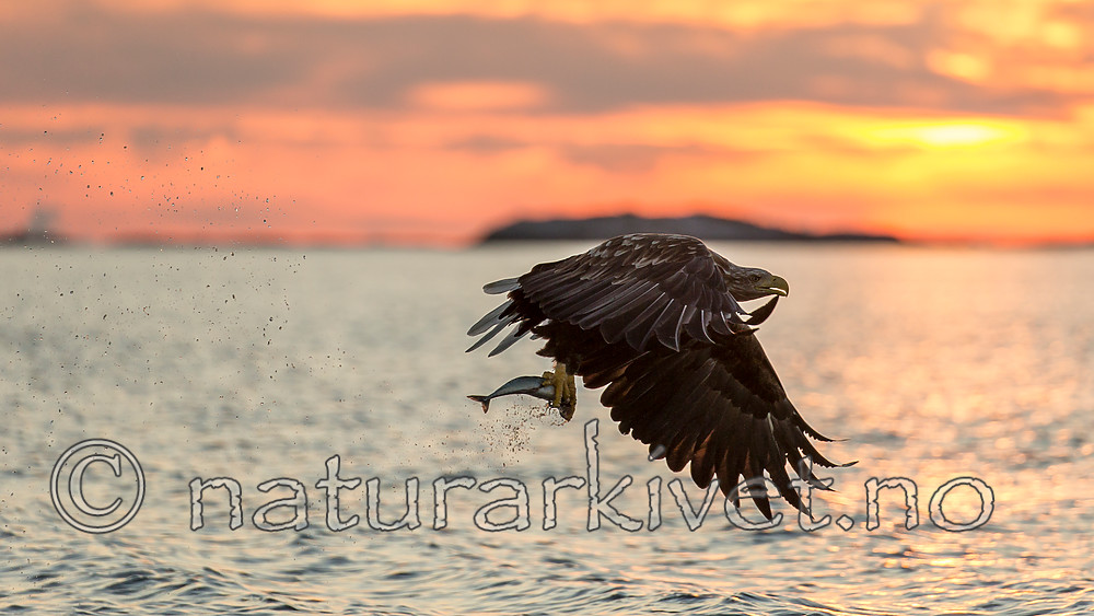 KA_160816_446 / Haliaeetus albicilla / Havørn