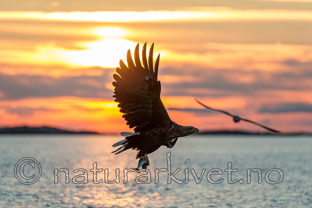 KA_160816_448 / Haliaeetus albicilla / Havørn