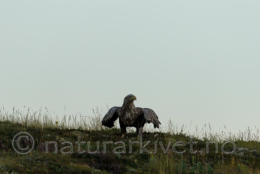KA_160816_463 / Haliaeetus albicilla / Havørn