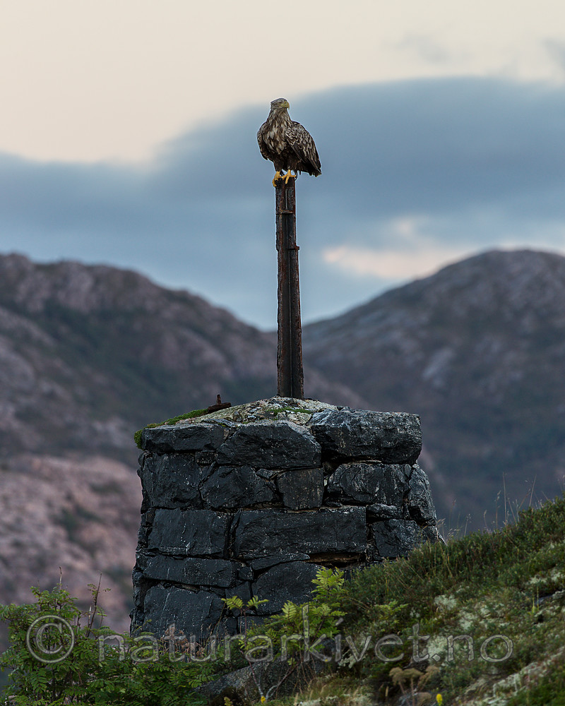 KA_160816_466 / Haliaeetus albicilla / Havørn