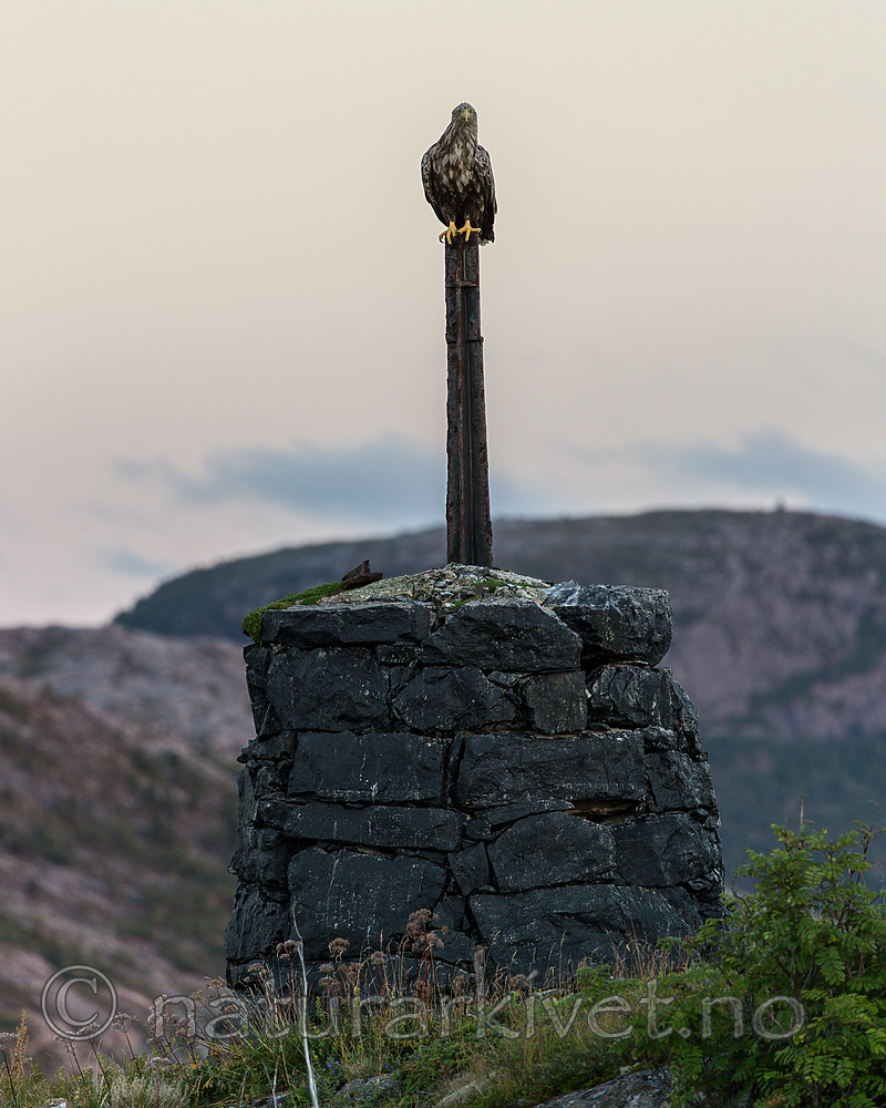 KA_160816_467 / Haliaeetus albicilla / Havørn