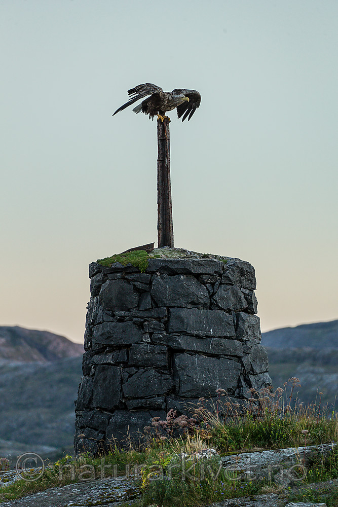 KA_160816_468 / Haliaeetus albicilla / Havørn