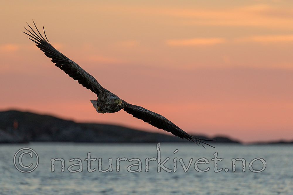 KA_160816_479 / Haliaeetus albicilla / Havørn