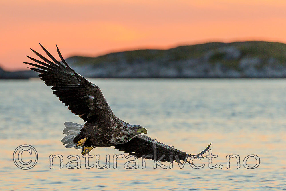 KA_160816_484 / Haliaeetus albicilla / Havørn