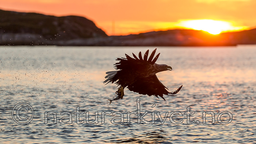 KA_160816_492 / Haliaeetus albicilla / Havørn