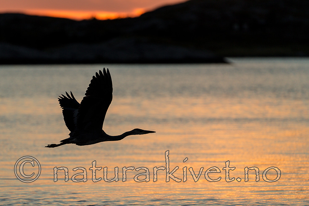 KA_160816_506 / Ardea cinerea / Gråhegre