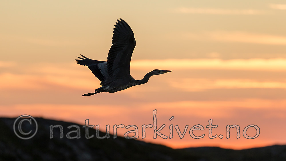 KA_160816_509 / Ardea cinerea / Gråhegre