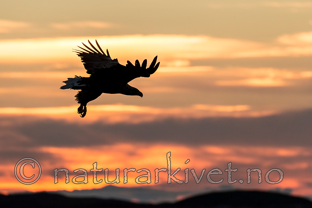 KA_160816_513 / Haliaeetus albicilla / Havørn