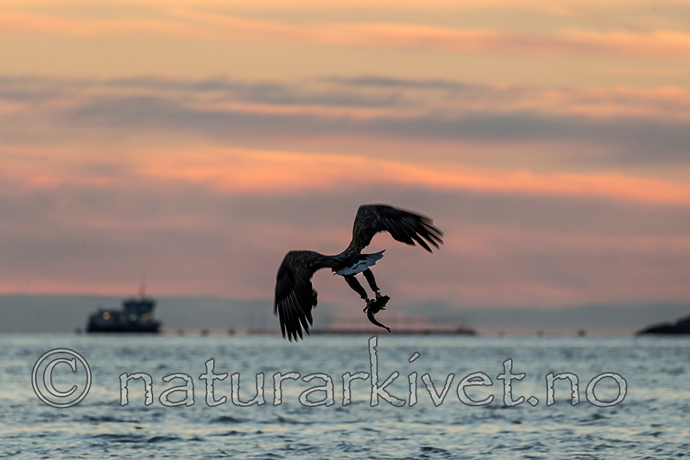 KA_160816_517 / Haliaeetus albicilla / Havørn