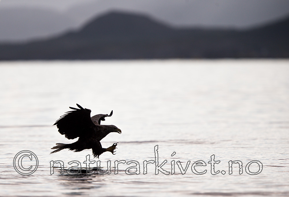 KA_160816_57 / Haliaeetus albicilla / Havørn