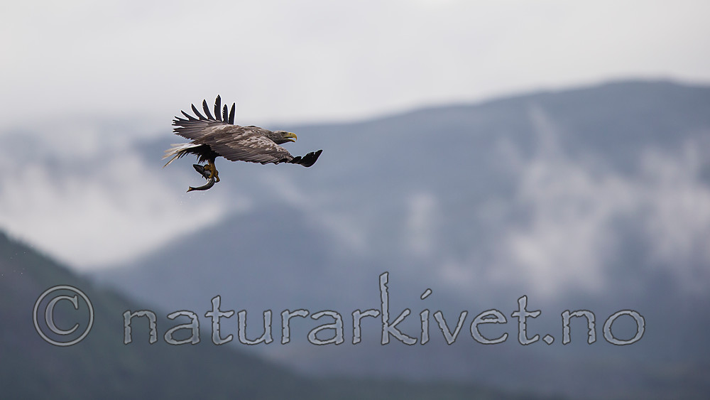KA_160816_67 / Haliaeetus albicilla / Havørn